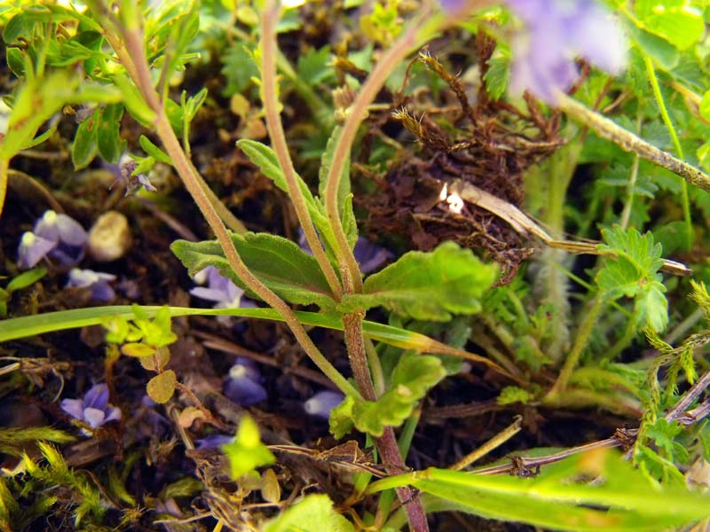 Veronica (?) da ID